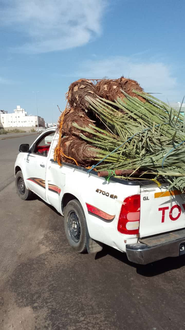 نخيل خضري وامجدول واصقعي