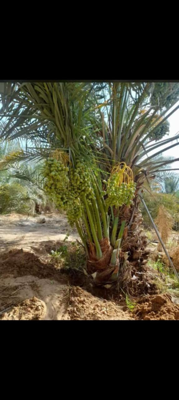 نخيل خضري وامجدول واصقعي